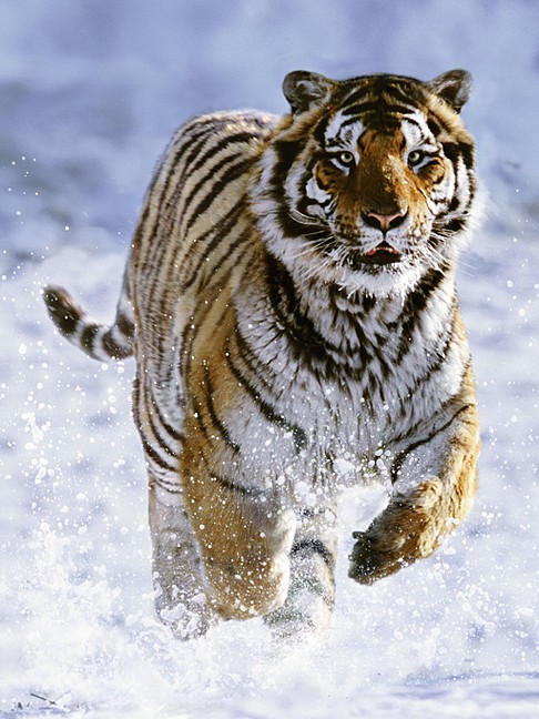 Tiger na snehu 500 dielikov